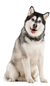 Siberian Husky