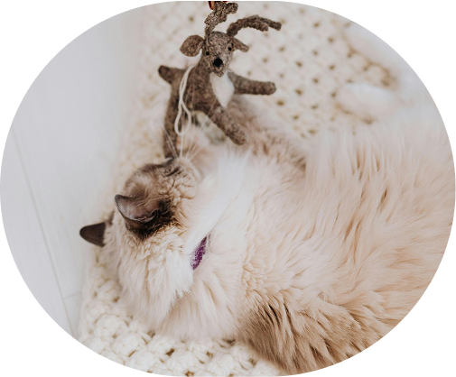 Cat 2