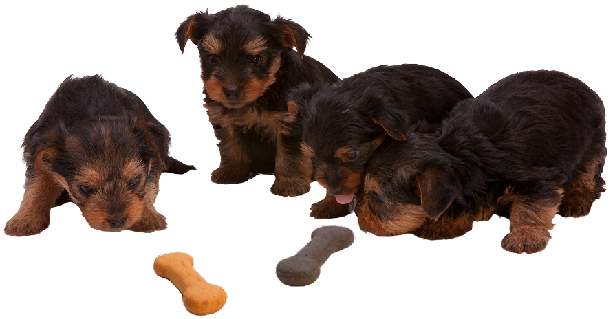 Dog Feeding Tip 1