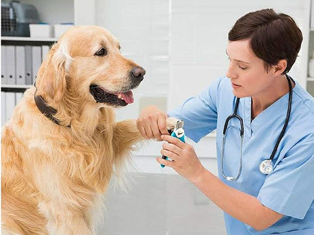 Grooming Image