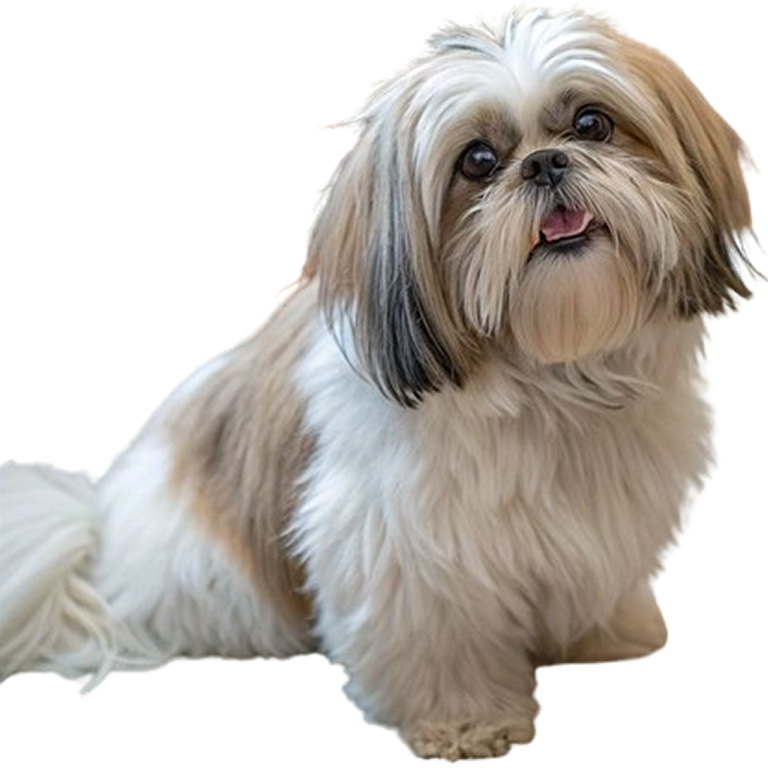 Shih Tzu Image