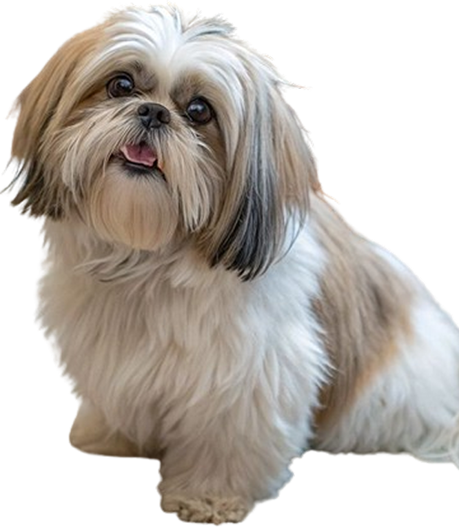 Shih Tzu Image