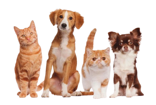 Physical Pet Shops