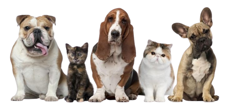 Physical Pet Shops
