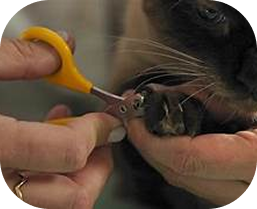 Cat 3